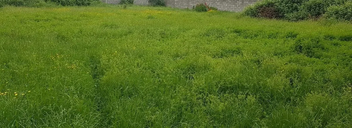 Residential Plot • 11ar 2